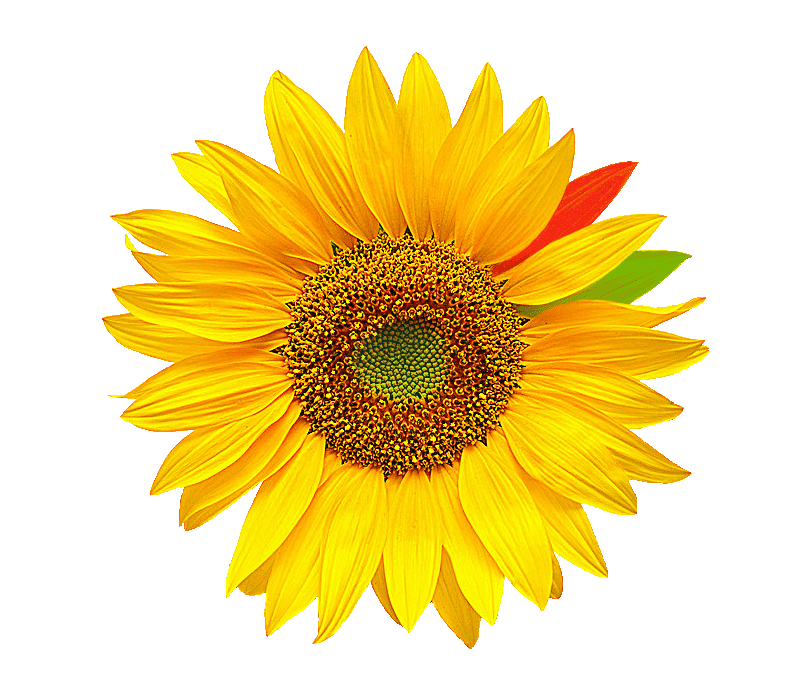 Camping Girasole    ⭐⭐